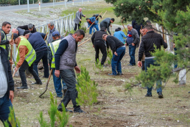 “Yaşıl Dünya naminə həmrəylik ili” çərçivəsində Şəkidə növbəti ağacəkmə aksiyası keçirilib