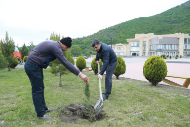 “Konstitusiya və Suverenlik İli” çərçivəsində Şəkidə Ulu Öndər Heydər Əliyevin anadan olmasının 102-ci ildönümünə həsr olunmuş ağacəkmə aksiyası təşkil olunub