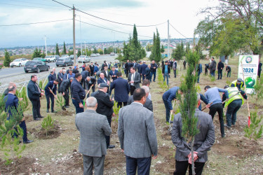 “Yaşıl Dünya naminə həmrəylik ili” çərçivəsində Şəkidə növbəti ağacəkmə aksiyası keçirilib