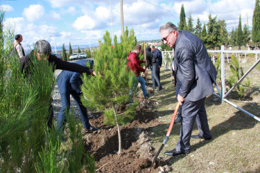 “Yaşıl Dünya naminə həmrəylik ili” çərçivəsində Şəkidə ağacəkmə aksiyaları davam edir