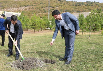 27 sentyabr - Anım Günü ilə əlaqədar Şəkidə ağacəkmə aksiyası təşkil olunub