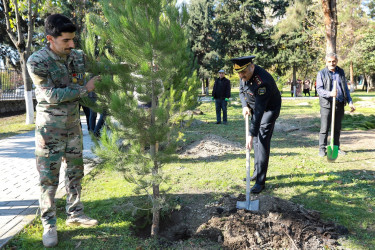 Zəfər Gününün beşinci ildönümü ilə əlaqədar Şəkidə ağacəkmə aksiyası təşkil olunub