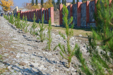 Şəkidə Yeni Azərbaycan Partiyasının təsis edilməsinin 32-ci ildönümü münasibətilə ağacəkmə aksiyası keçirilib