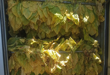 Şəkili fermerlər indiyədək 2 min tondan çox quru tütün istehsal ediblər