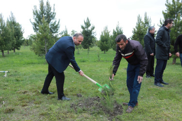 “Konstitusiya və Suverenlik İli” çərçivəsində Şəkidə Ulu Öndər Heydər Əliyevin anadan olmasının 102-ci ildönümünə həsr olunmuş ağacəkmə aksiyası təşkil olunub