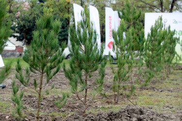 8 Noyabr – Zəfər Günü ilə əlaqədar Şəkidə “Qəhrəmanlar Bağı” layihəsi çərçivəsində ağacəkmə aksiyası təşkil olunub