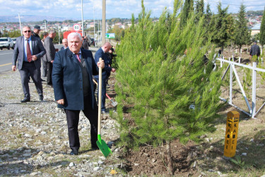 “Yaşıl Dünya naminə həmrəylik ili” çərçivəsində Şəkidə ağacəkmə aksiyaları davam edir