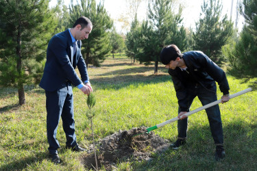 Şəkidə Yeni Azərbaycan Partiyasının təsis edilməsinin 33-cü ildönümü münasibətilə ağacəkmə aksiyası təşkil olunub