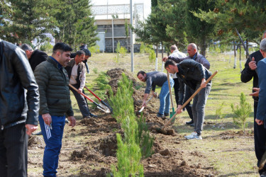 “Yaşıl Dünya naminə həmrəylik ili” çərçivəsində Şəkidə ağacəkmə aksiyaları davam edir