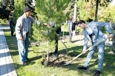 Zəfər Gününün beşinci ildönümü ilə əlaqədar Şəkidə ağacəkmə aksiyası təşkil olunub