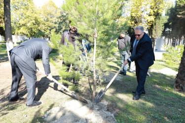 Zəfər Gününün beşinci ildönümü ilə əlaqədar Şəkidə ağacəkmə aksiyası təşkil olunub