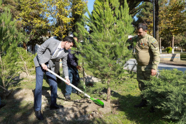 Zəfər Gününün beşinci ildönümü ilə əlaqədar Şəkidə ağacəkmə aksiyası təşkil olunub