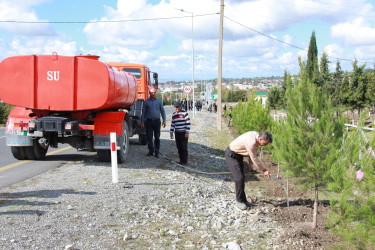 “Yaşıl Dünya naminə həmrəylik ili” çərçivəsində Şəkidə ağacəkmə aksiyaları davam edir