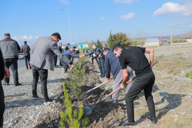 “Yaşıl Dünya naminə həmrəylik ili” çərçivəsində Şəkidə növbəti ağacəkmə aksiyası