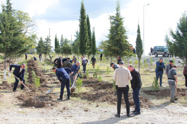 “Yaşıl Dünya naminə həmrəylik ili” çərçivəsində Şəkidə ağacəkmə aksiyaları davam edir