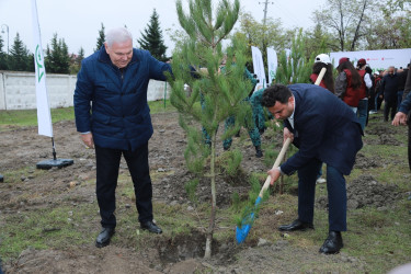 8 Noyabr – Zəfər Günü ilə əlaqədar Şəkidə “Qəhrəmanlar Bağı” layihəsi çərçivəsində ağacəkmə aksiyası təşkil olunub