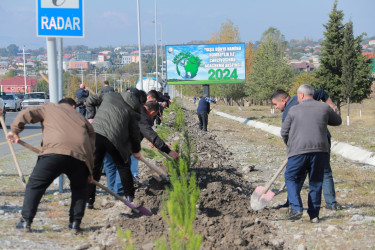 “Yaşıl Dünya naminə həmrəylik ili” çərçivəsində Şəkidə növbəti ağacəkmə aksiyası